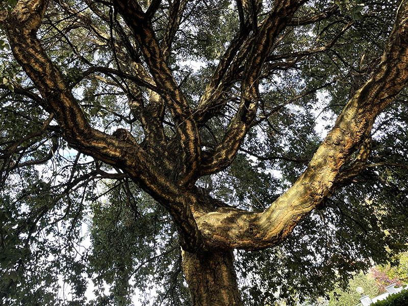 Abbattimento piante Biella