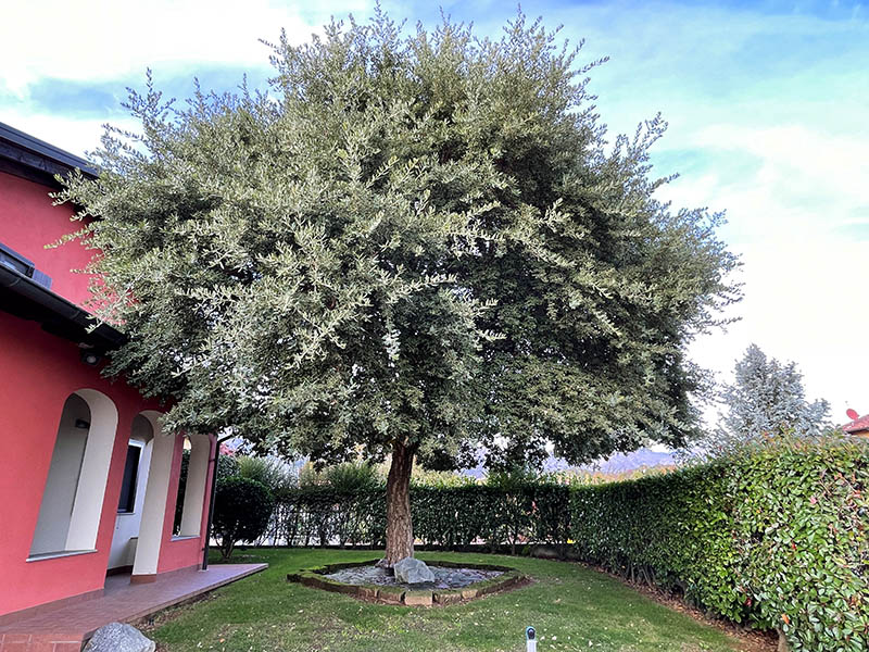 Manutenzione Giardini Biella-1