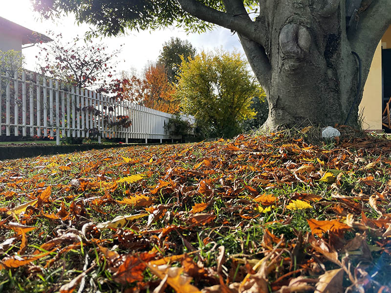 Manutenzione Giardini Biella-2